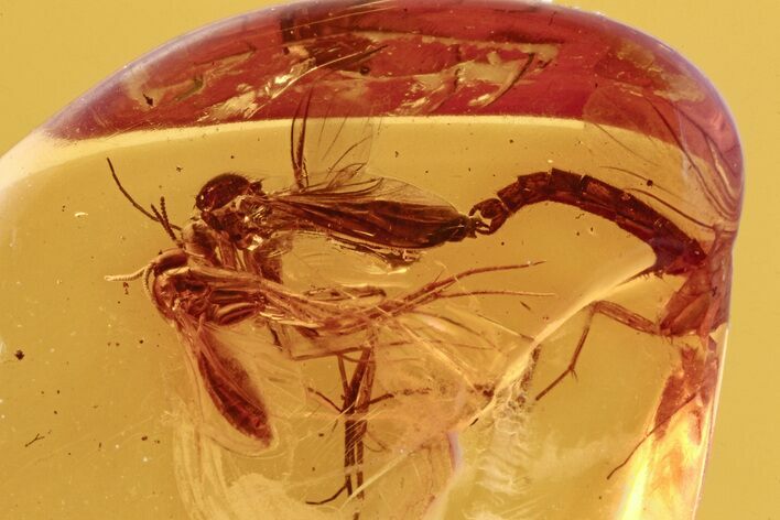 Detailed Fossil Mating Long-Beaked Fungus Gnats In Baltic Amber #272678